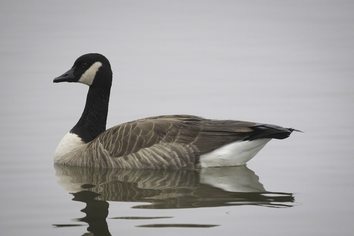 Canada Goose - ML646953873
