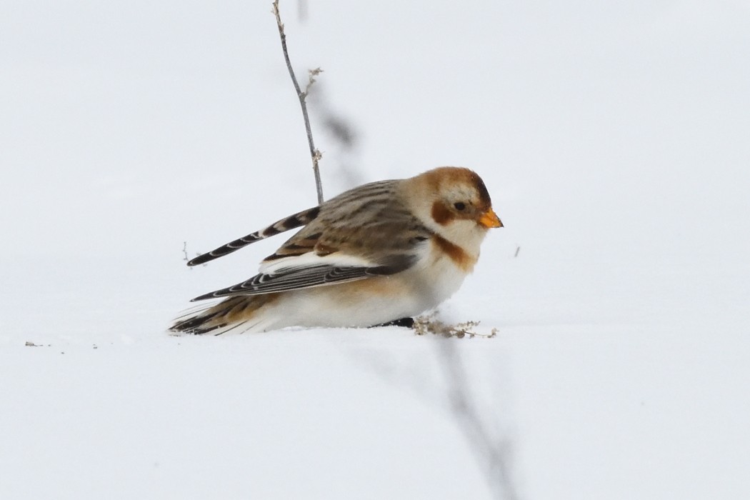 雪鵐 - ML646953877