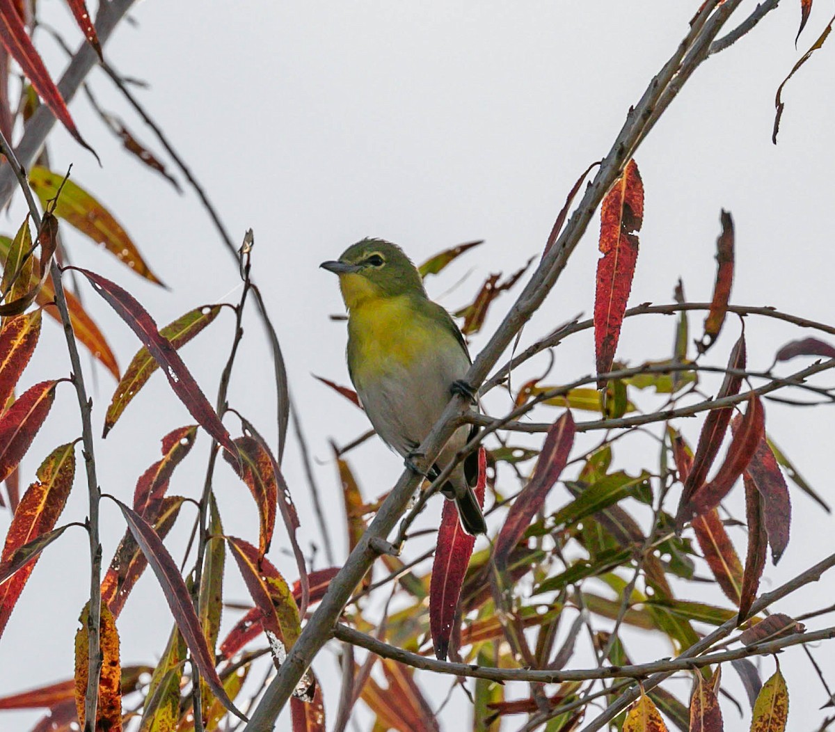 ויראו צהוב-גרון - ML646953880