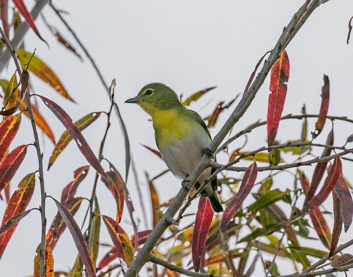 ויראו צהוב-גרון - ML646953881