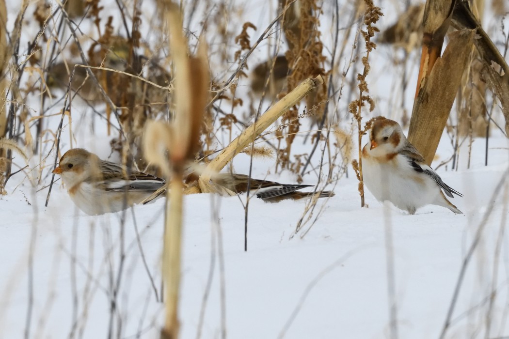 雪鵐 - ML646953885