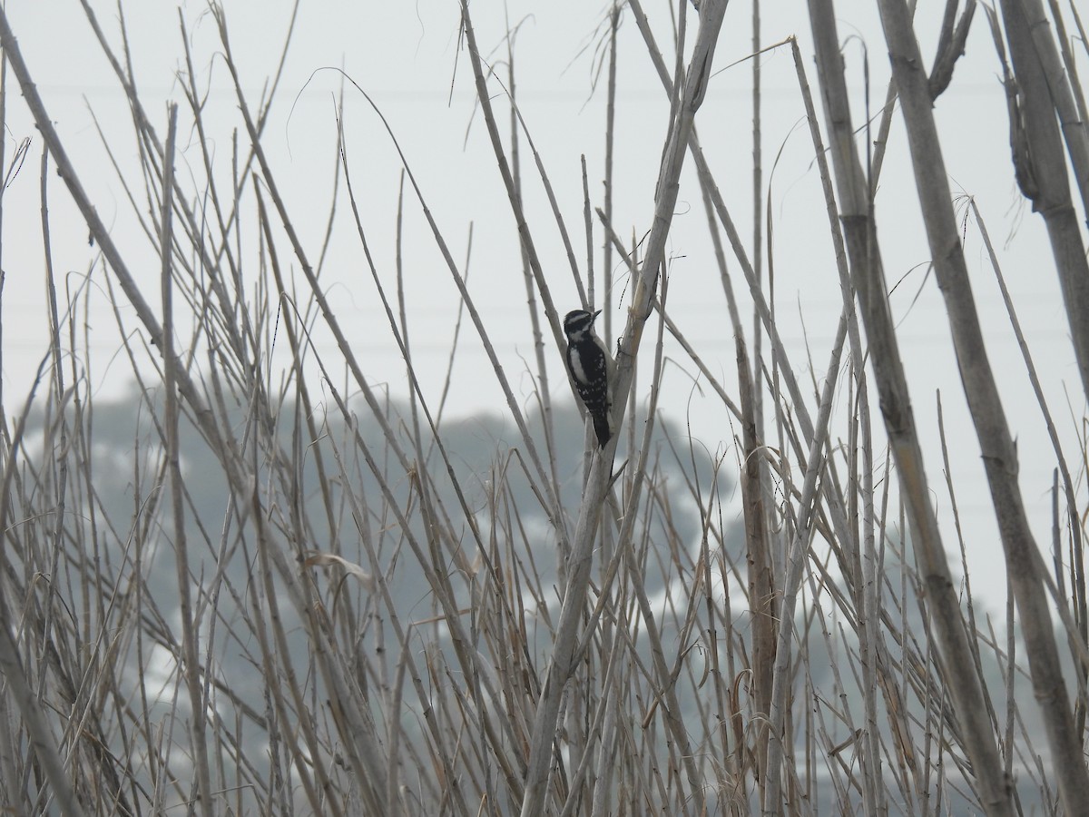 Downy Woodpecker - ML646953886