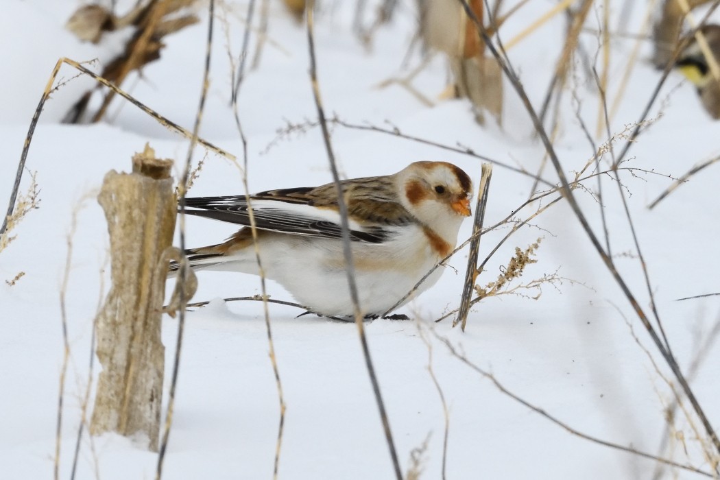 雪鵐 - ML646953887