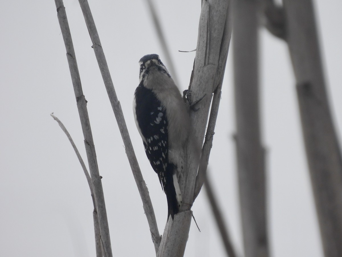 Downy Woodpecker - ML646953890