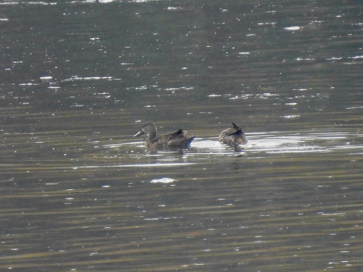 Zertzeta hegalurdina - ML646953892