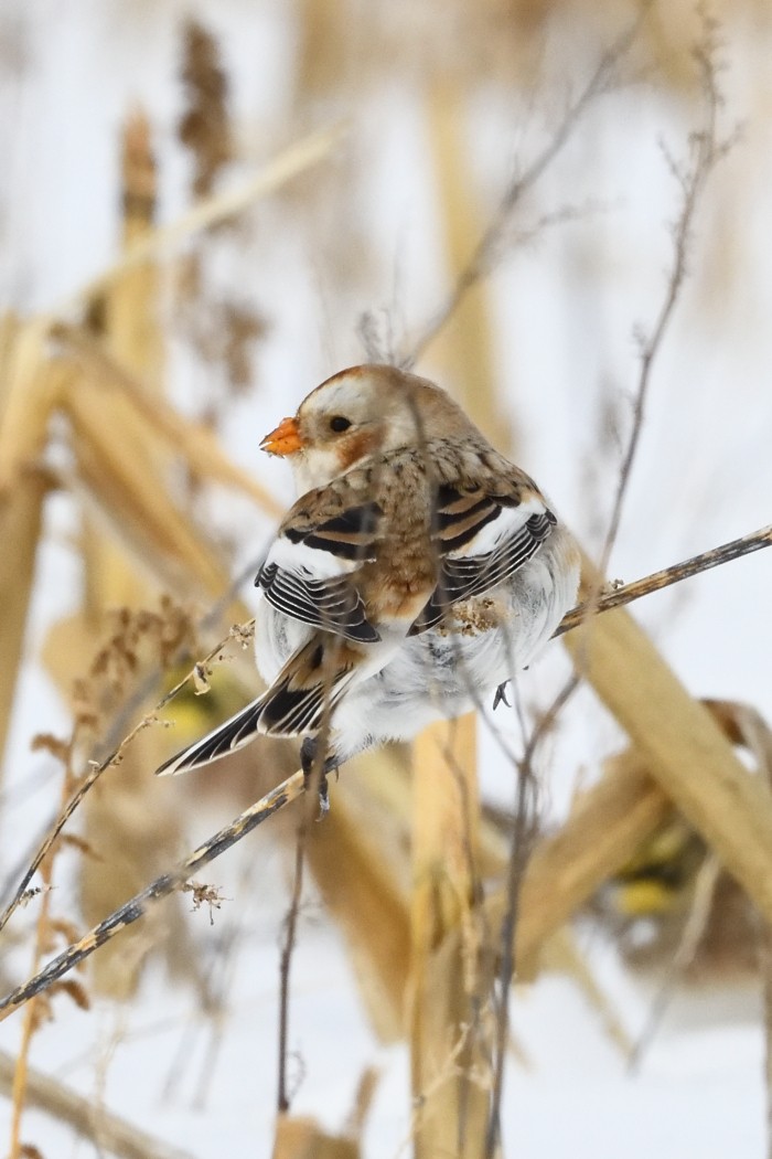 雪鵐 - ML646953893