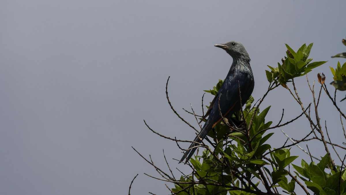 Red-winged Starling - ML646953894