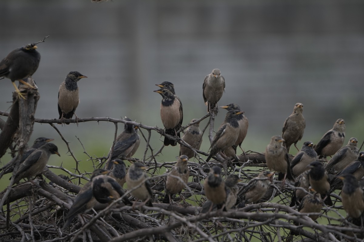 Rosy Starling - ML646953895