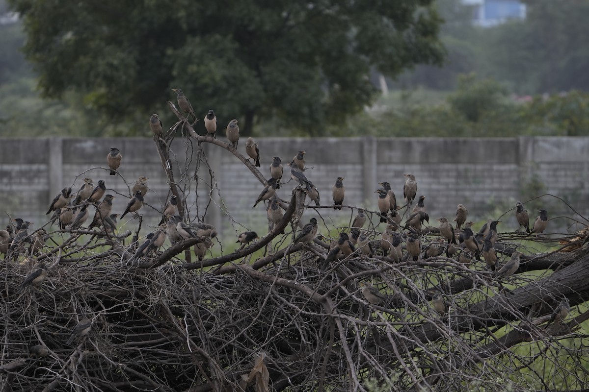 Rosy Starling - ML646953896