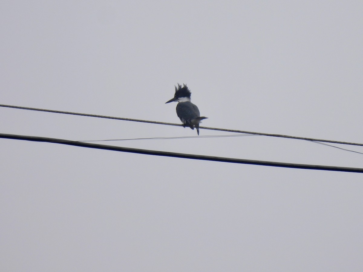 Martin handi iparramerikarra - ML646953897