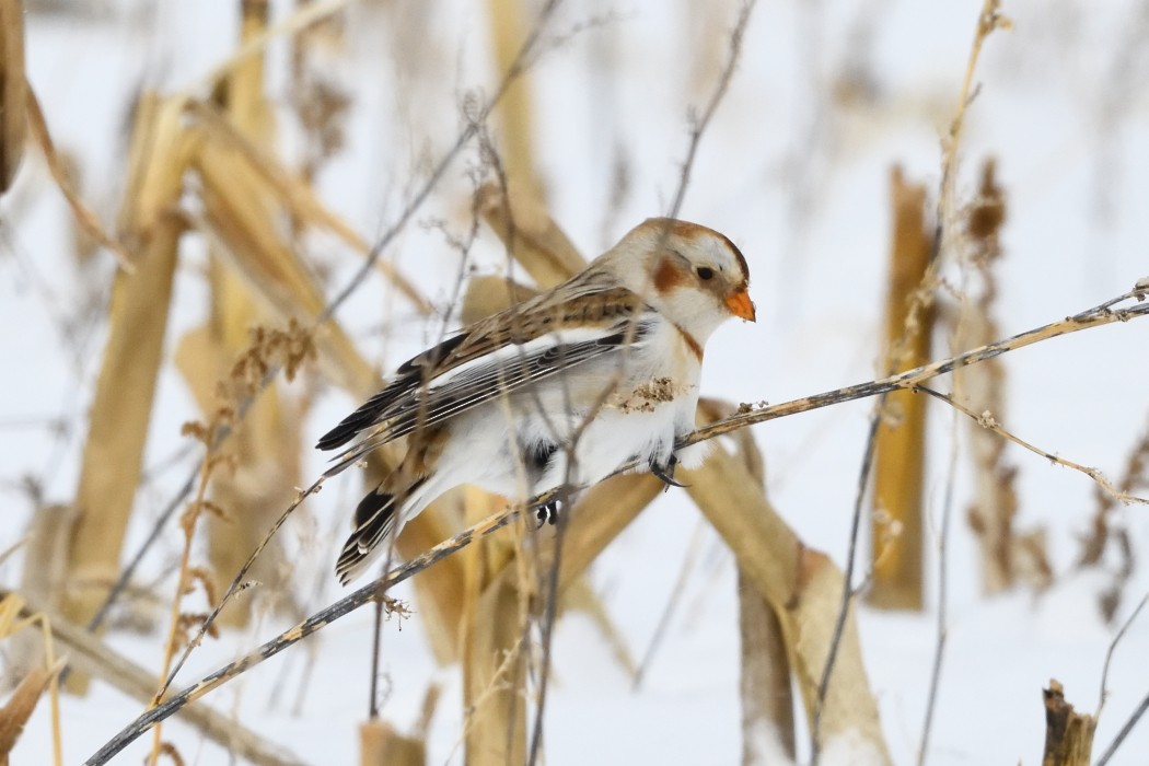 雪鵐 - ML646953898