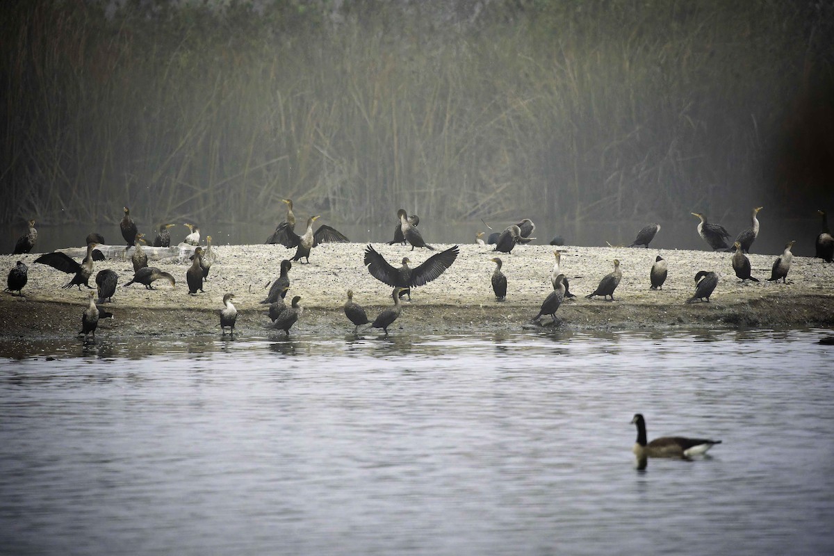 Double-crested Cormorant - ML646953900