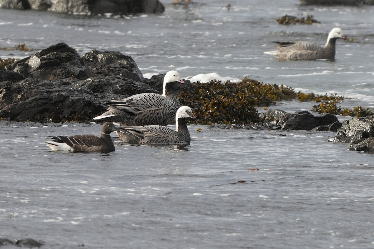 Brant (Black) - ML646953901