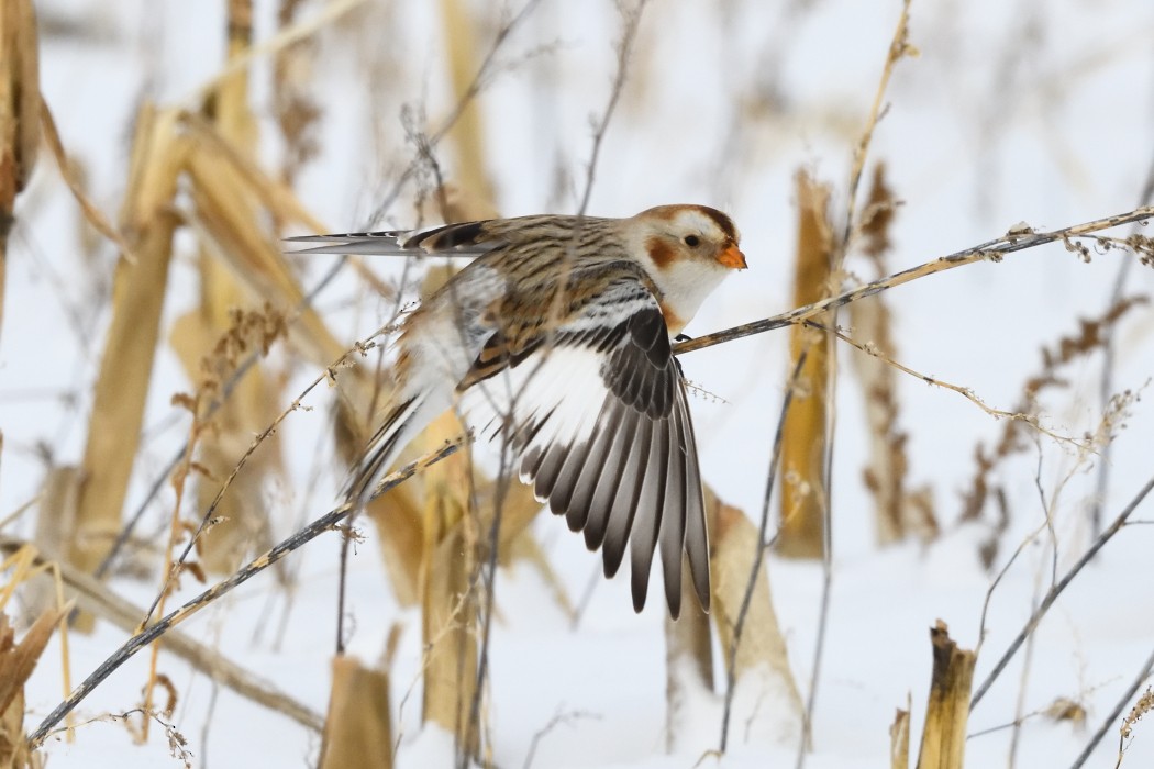 雪鵐 - ML646953903