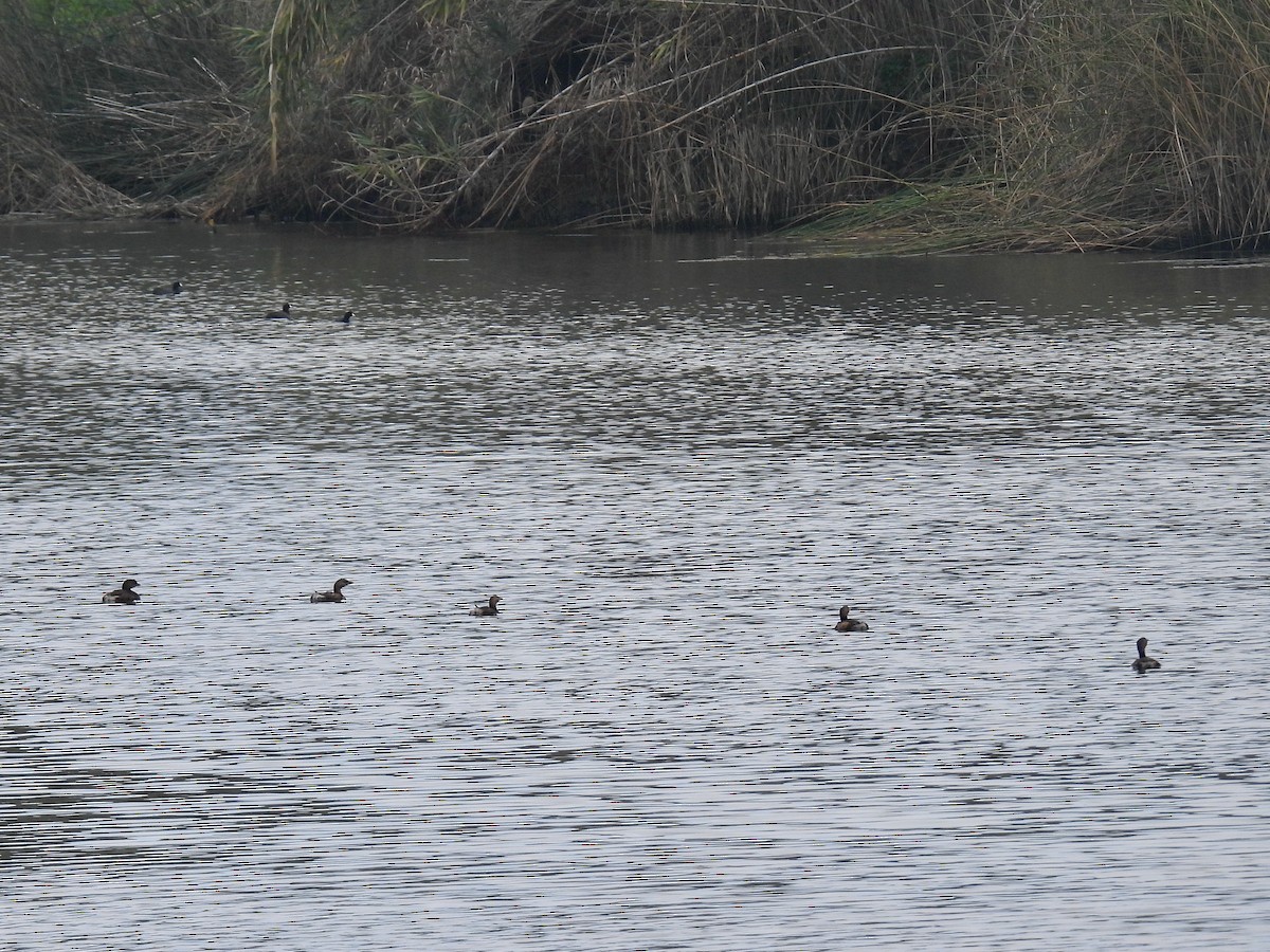 Txilinporta mokolodia - ML646953904