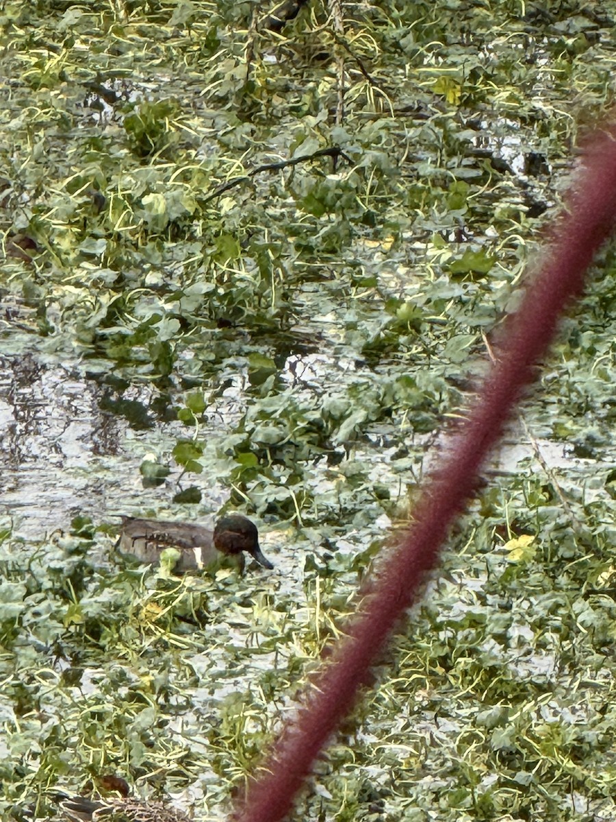 Green-winged Teal - ML646953905