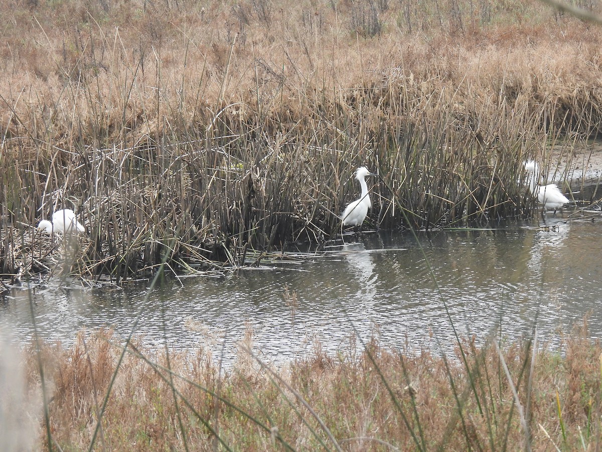 Snowy Egret - ML646953906