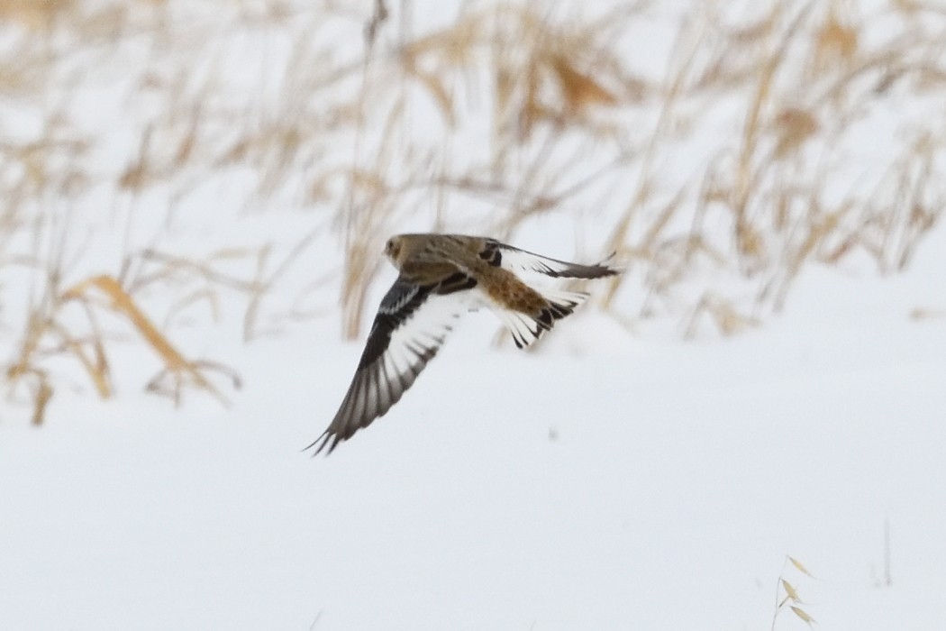 雪鵐 - ML646953907