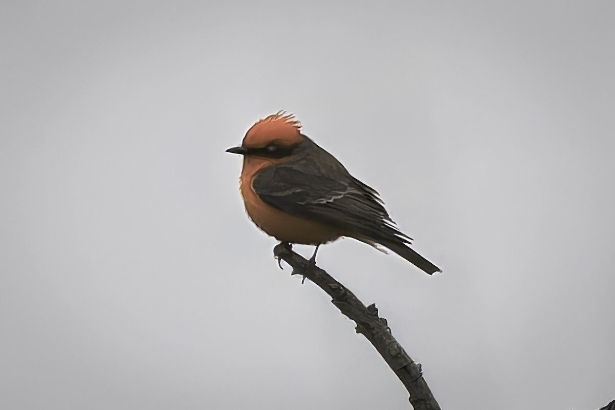 Vermilion Flycatcher - ML646953908