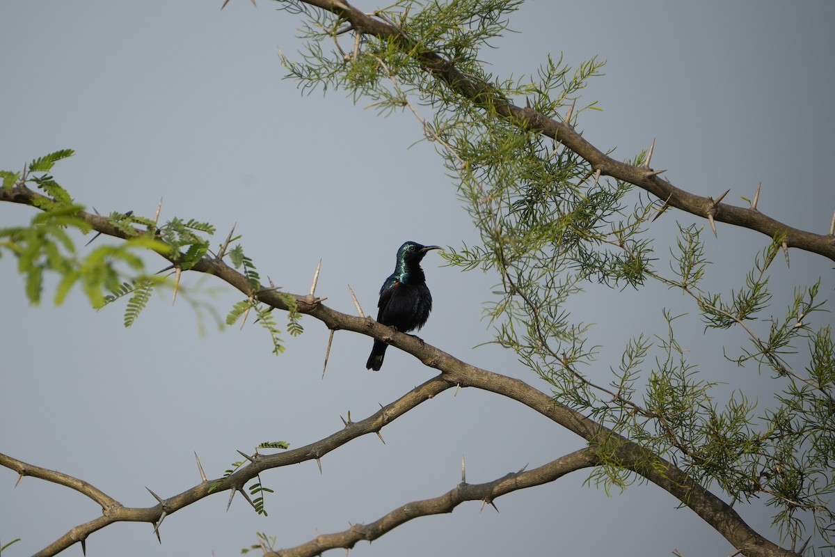 Purple Sunbird - ML646953909