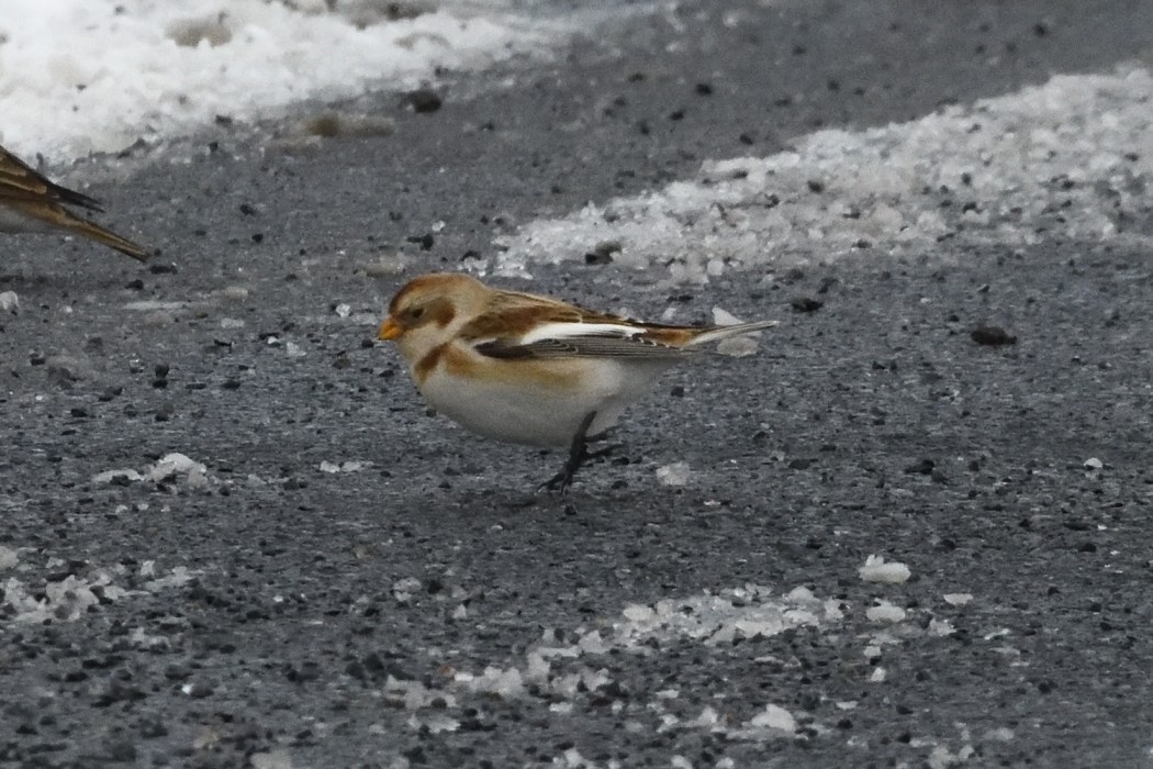 雪鵐 - ML646953911