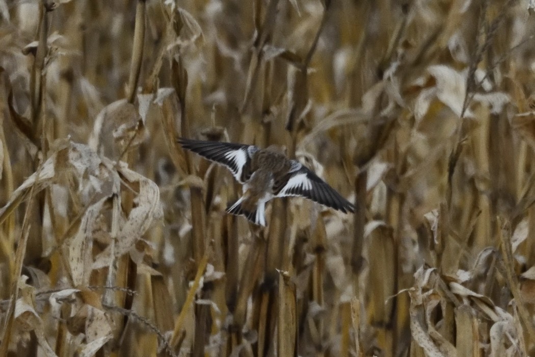 雪鵐 - ML646953924