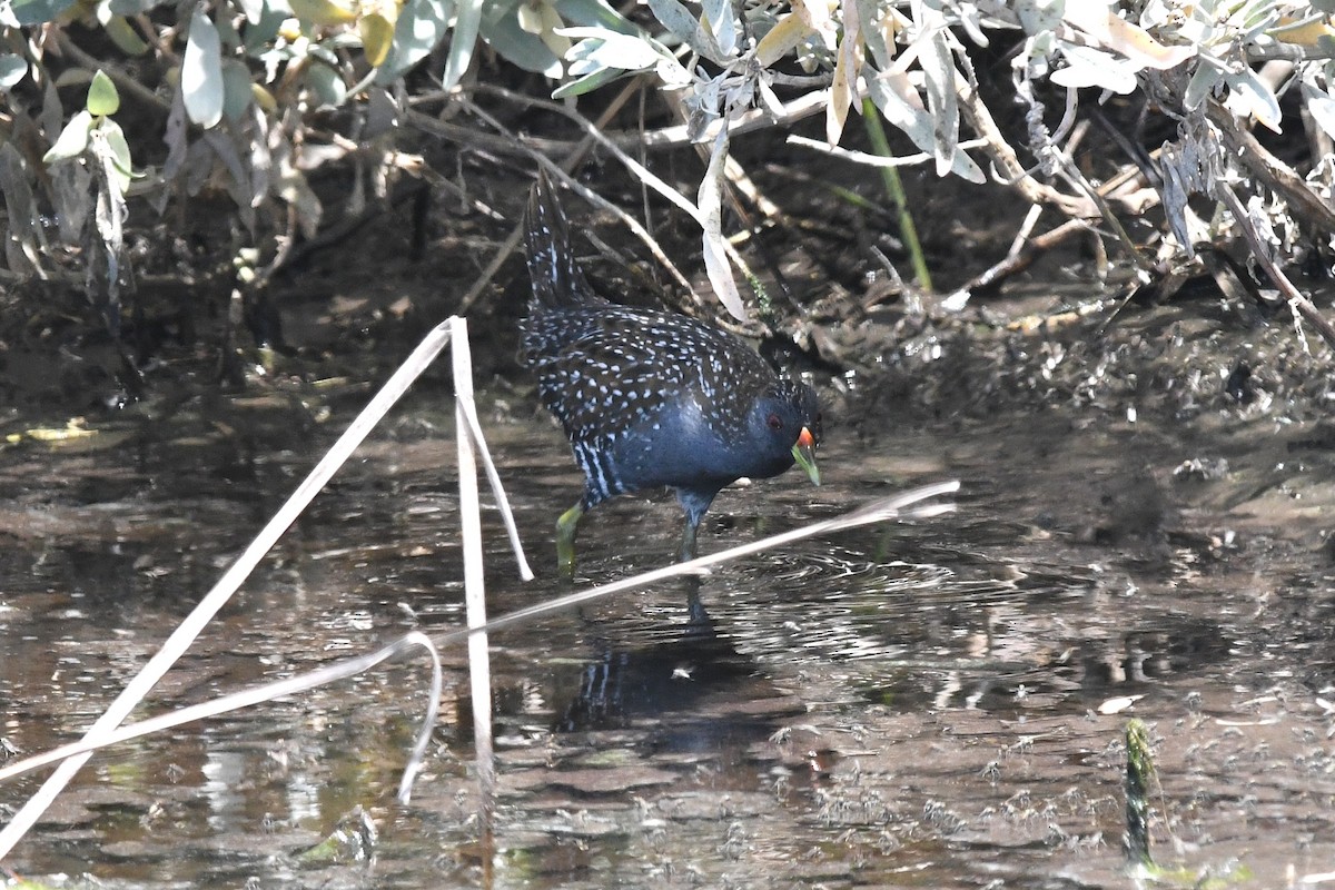 Australian Crake - ML646953926