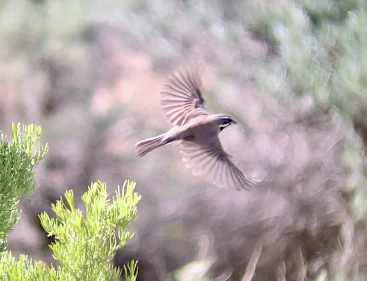 Black-throated Sparrow - ML646953930