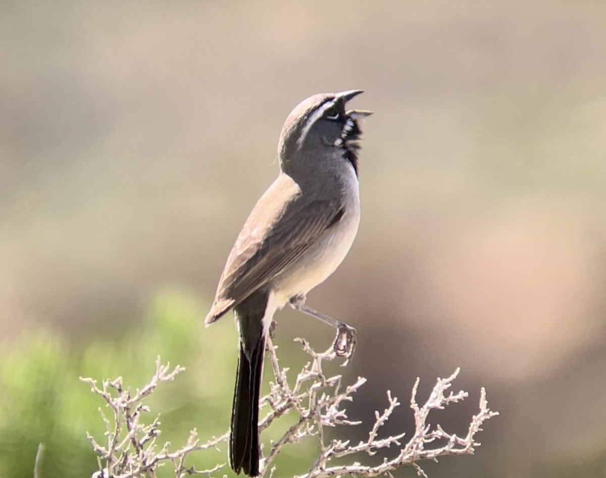 Black-throated Sparrow - ML646953931