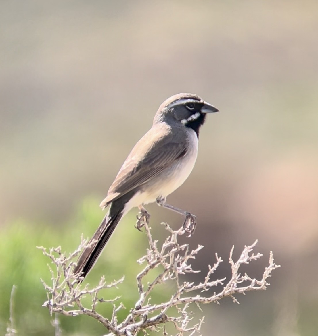 Black-throated Sparrow - ML646953932