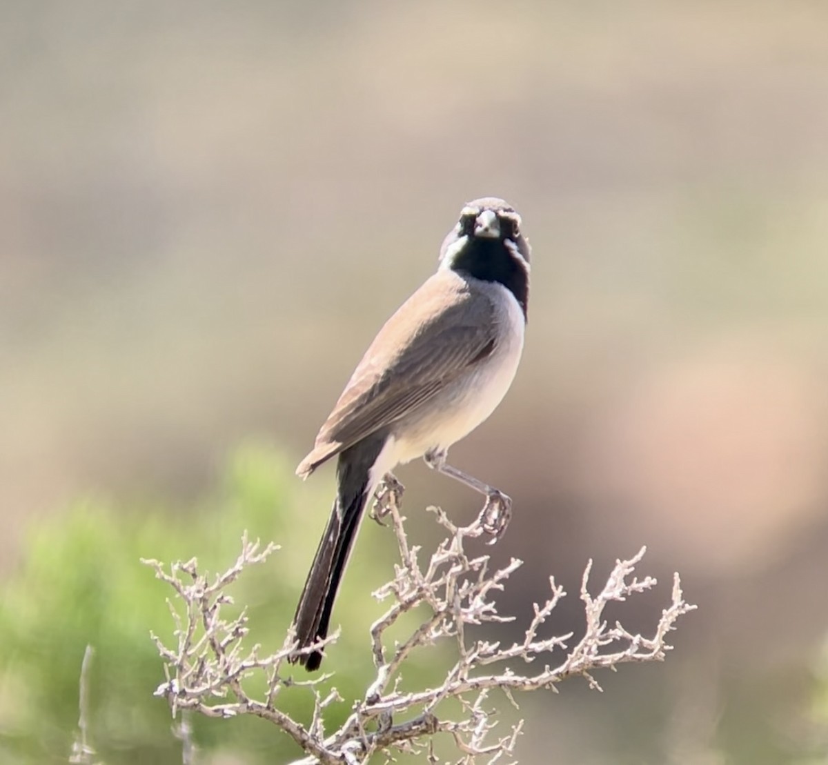 Black-throated Sparrow - ML646953933