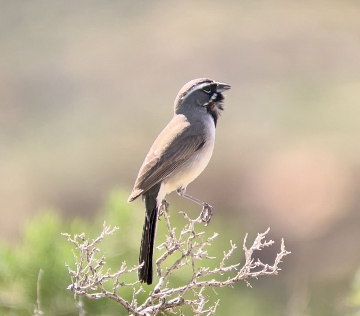 Black-throated Sparrow - ML646953934