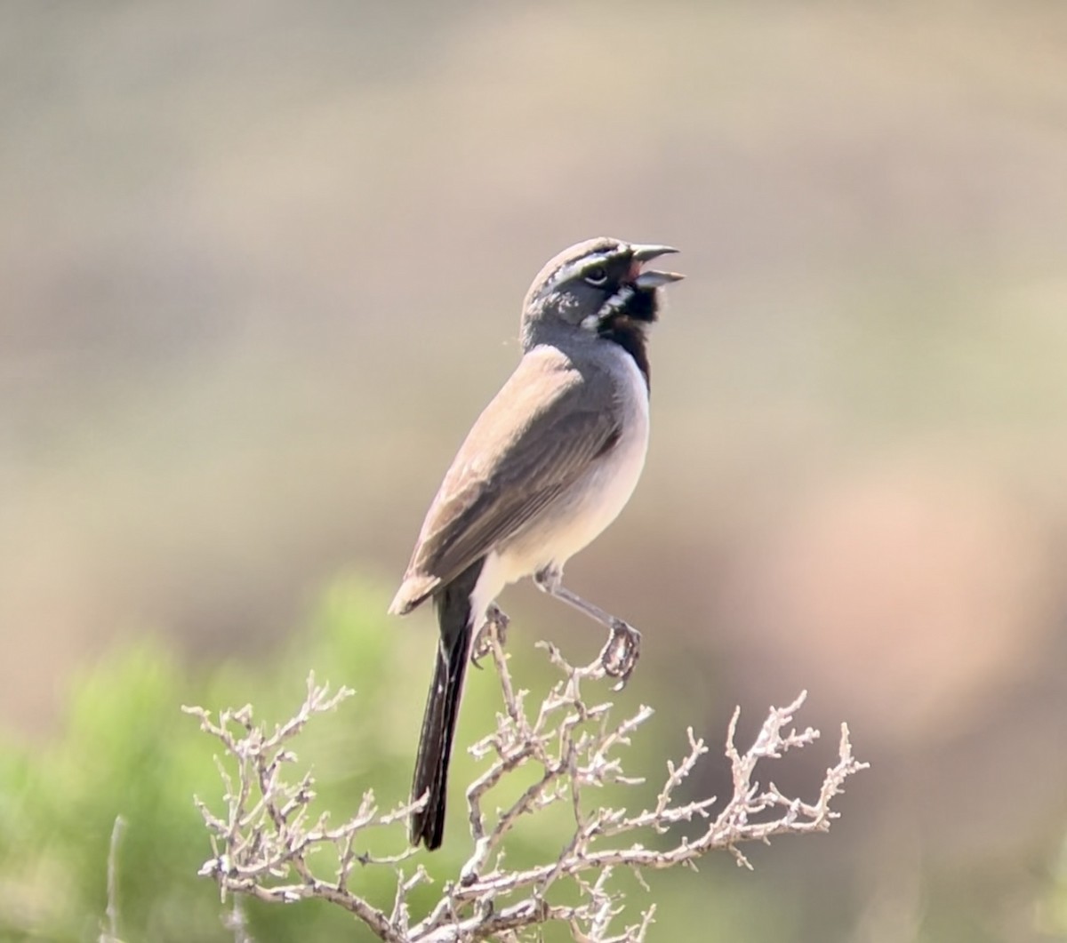 Black-throated Sparrow - ML646953935