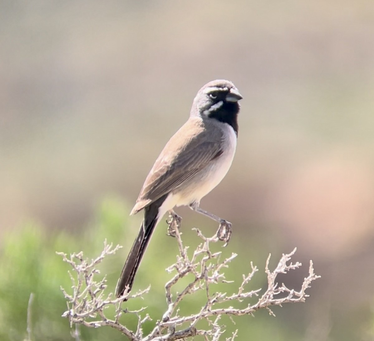 Black-throated Sparrow - ML646953936