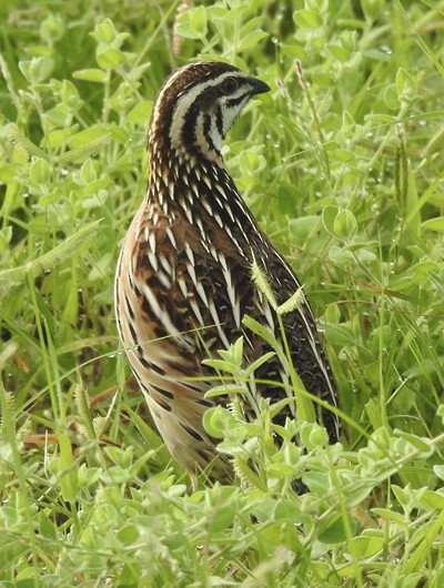 regnvaktel - ML646953937