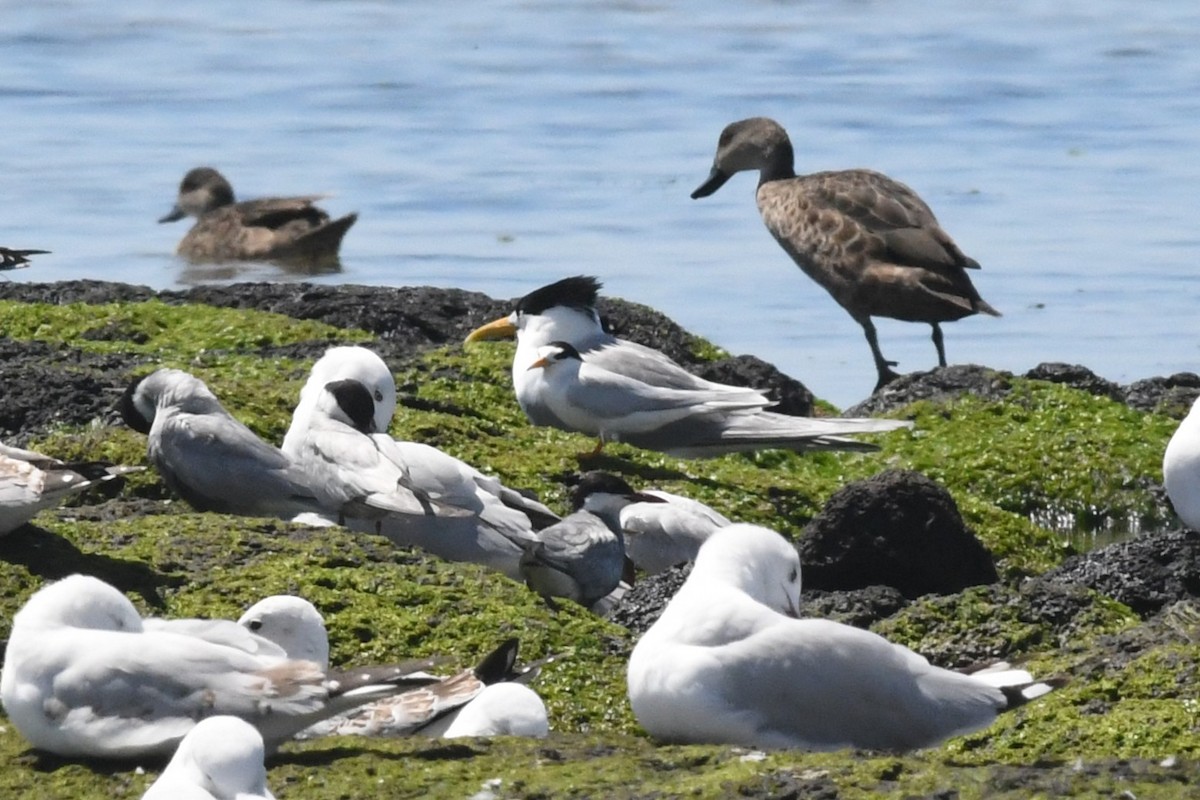 Txenadatxo australiarra - ML646953939