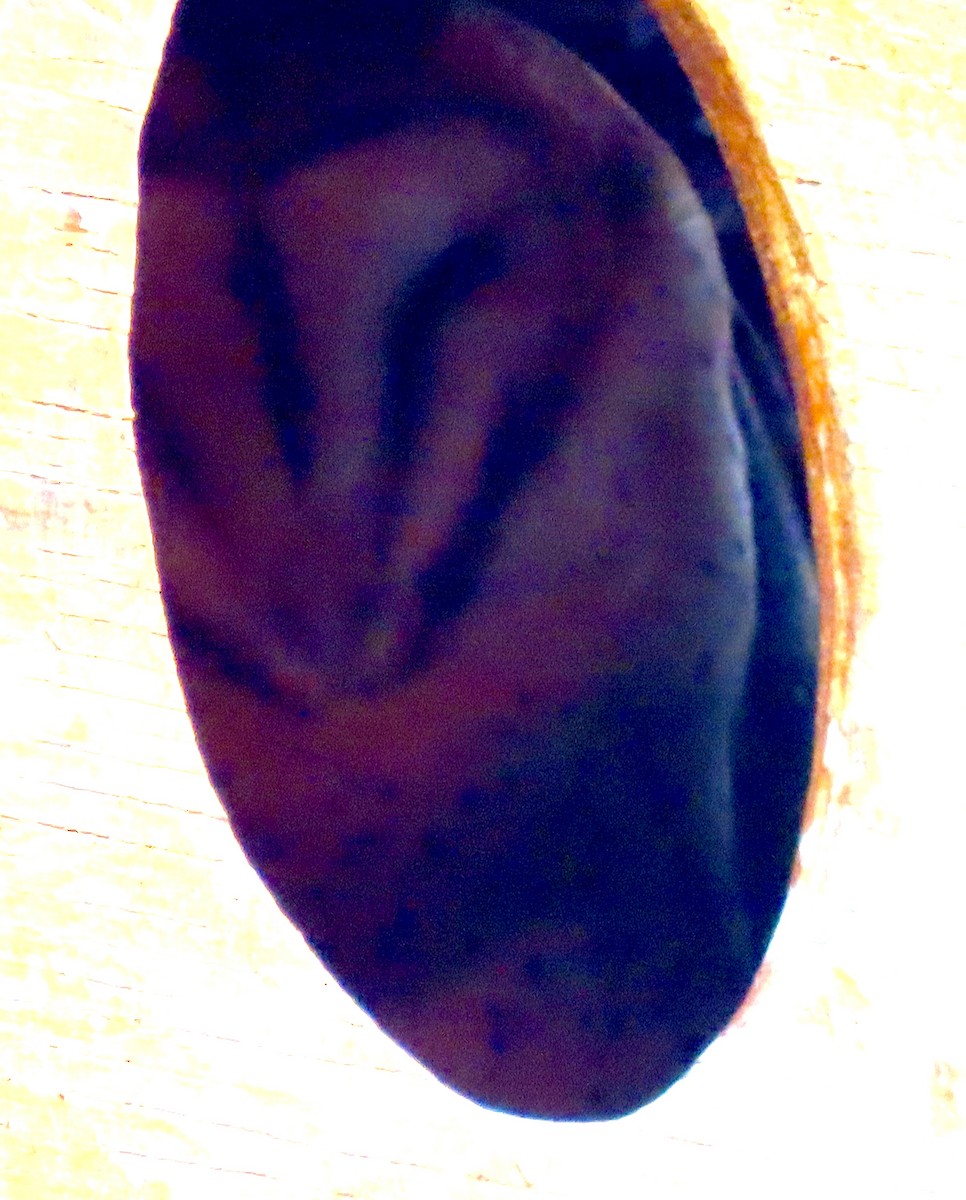 Hontz zuri amerikarra - ML646953940