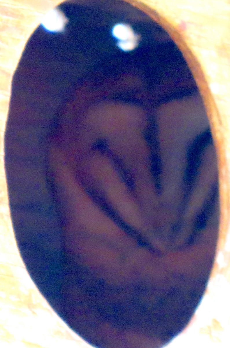 Hontz zuri amerikarra - ML646953941