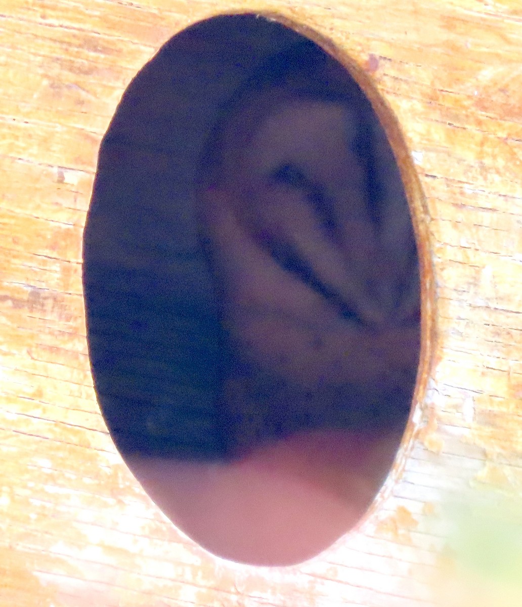 Hontz zuri amerikarra - ML646953942