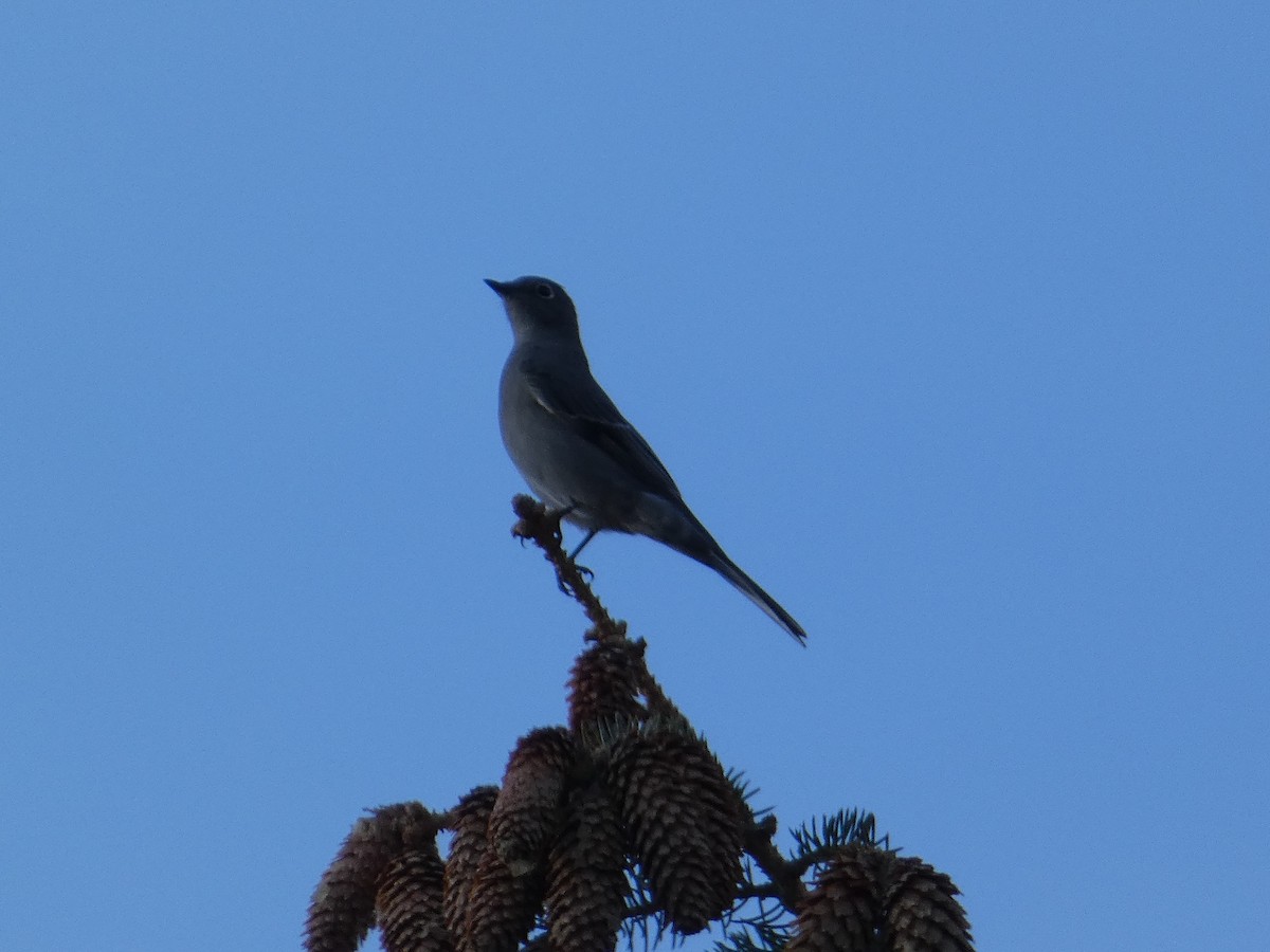 gråsolitærtrost - ML646953943