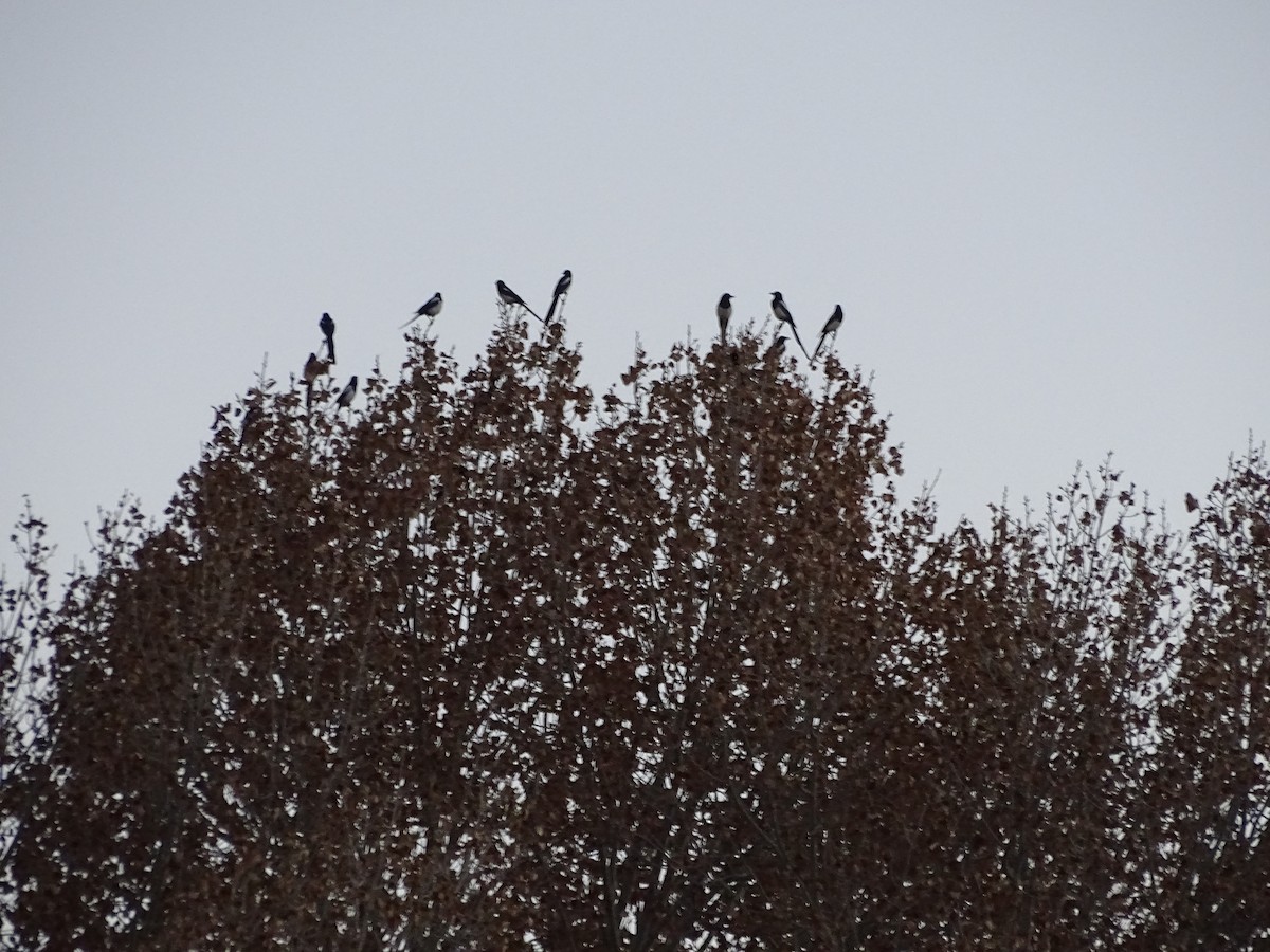 Kara Gagalı Saksağan - ML646953945