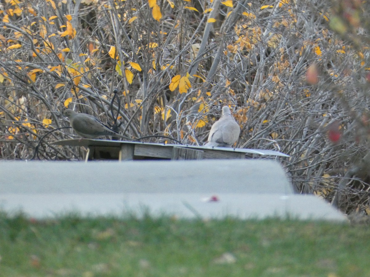 tyrkerdue - ML646953947