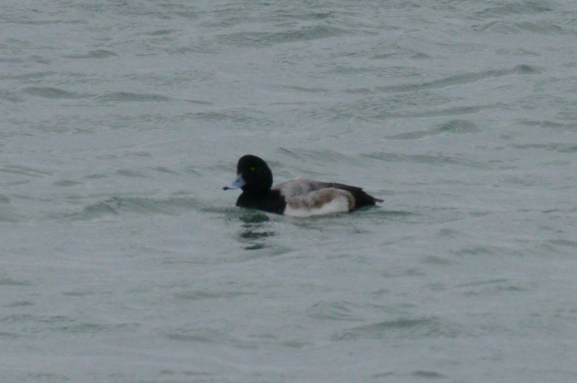 bergand - ML646953948