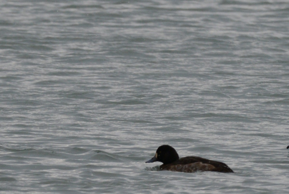 bergand - ML646953949