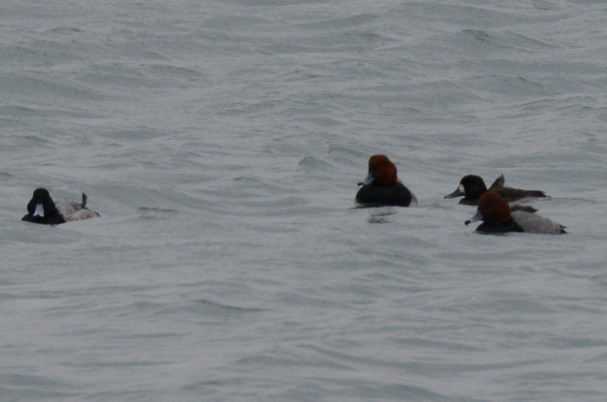 bergand - ML646953950