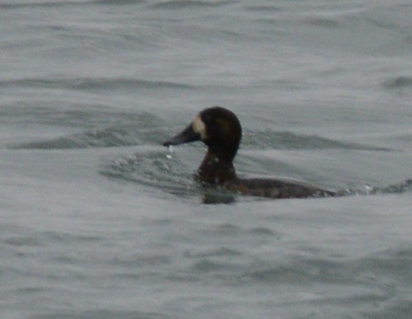 bergand - ML646953952