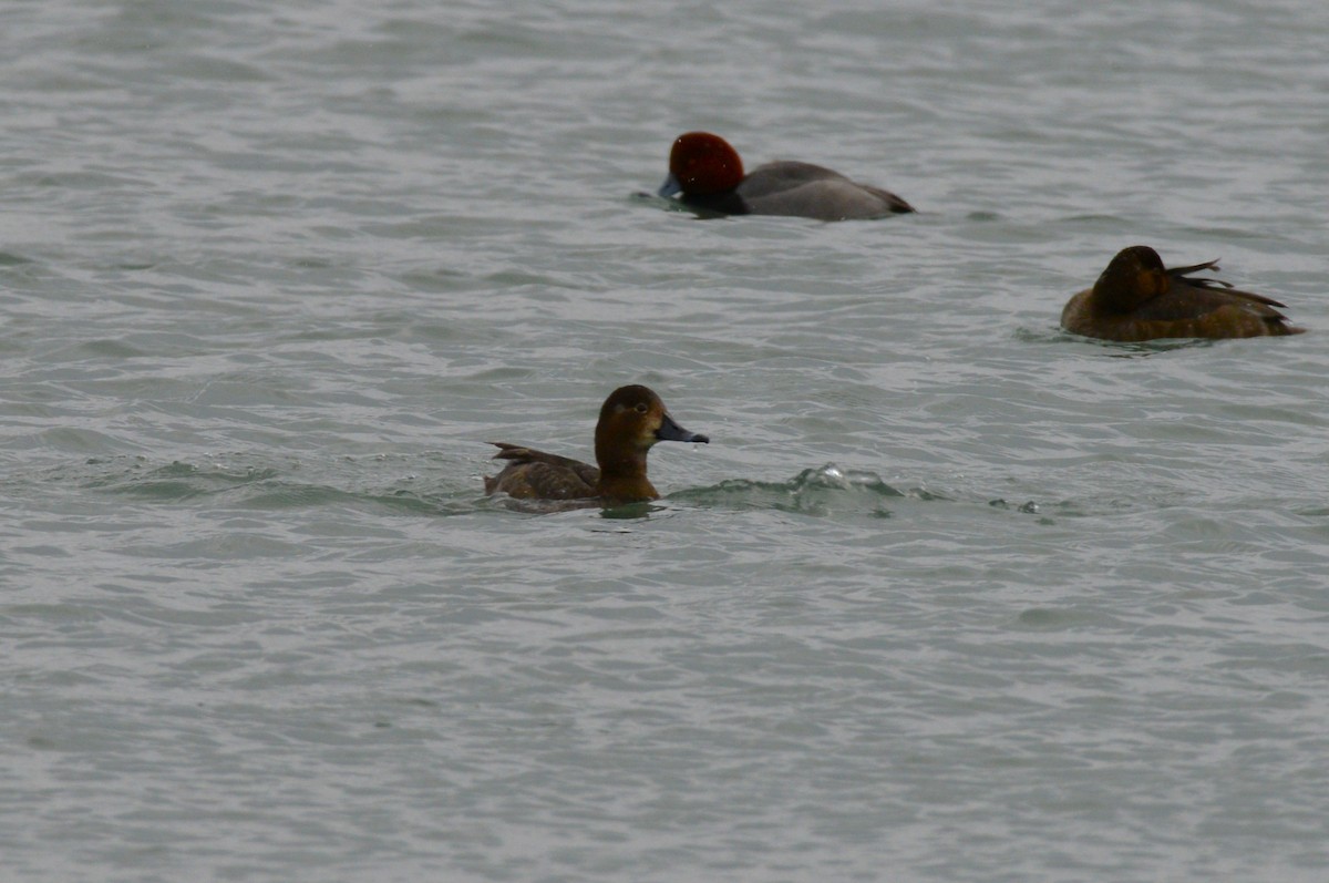 bergand - ML646953953