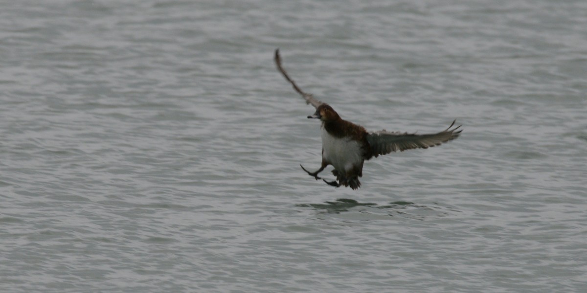 bergand - ML646953954