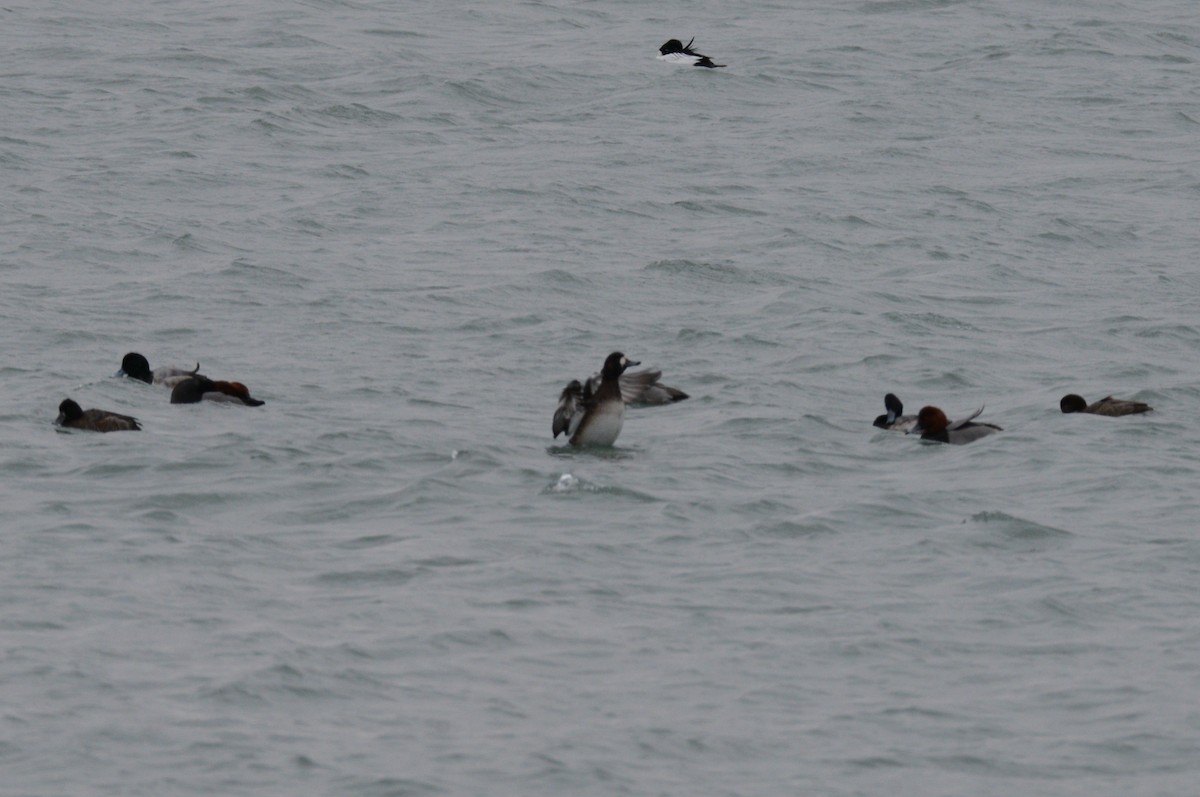 bergand - ML646953955