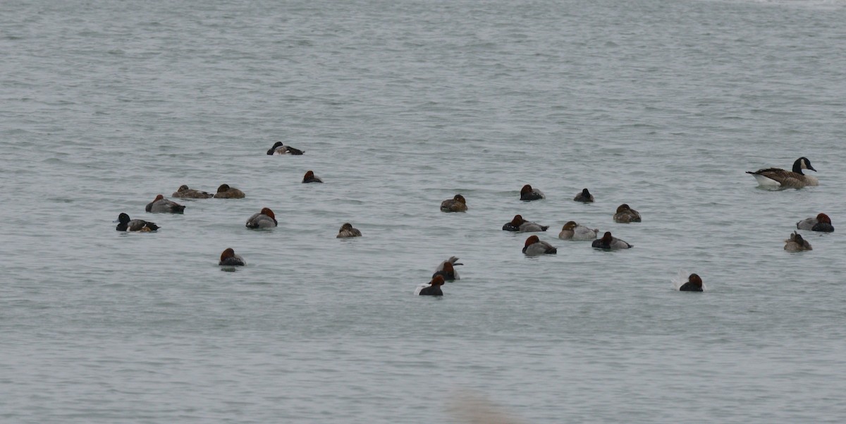 bergand - ML646953956